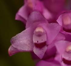 Image result for Schizochilus