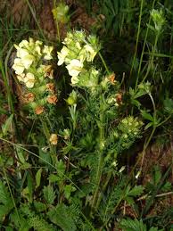 Image result for Buchnera longispicata