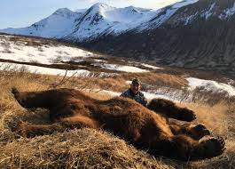 The alaska peninsula brown bear or peninsular grizzly is a colloquial nomenclature for a brown bear that lives in the coastal regions of southern alaska, although according to other sources, it is a population of the mainland grizzly bear subspecies ,3 or the kodiak bear subspecies.4. Peninsula Brown Bear Guided Wilderness Hunts Alaska Peninsula Alaska Skookum Guides
