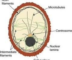 Maybe you would like to learn more about one of these? Ch 4 A Tour Of The Cell Cell Parts Flashcards Quizlet