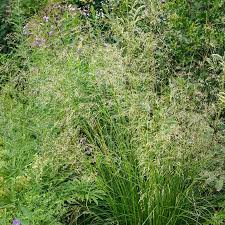 Image result for Deschampsia cespitosa