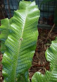 Maybe you would like to learn more about one of these? Crocodile Fern Care Tips For Growing Crocodile Ferns Dummer Garden Manage Gfinger Es La App De Jardineria Mas Profesional