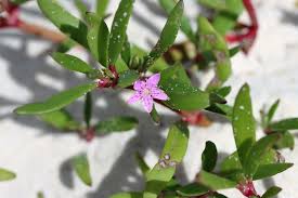 Image result for Sesuvium portulacastrum