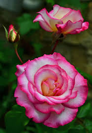 Pink Cream Roses In Our Garden In 2020 Rose Cream Roses Rose Bush
