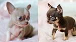 Chihuahua Puppies For Sale - Chihuahua Breed Info ...