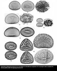 Image result for Indigofera fuscobarbata