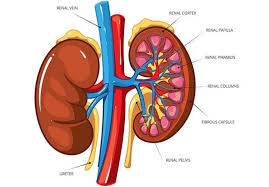 Maybe you would like to learn more about one of these? Can Too Much Protein Cause Kidney Damage Kidney Anatomy Human Kidney Kidney Damage