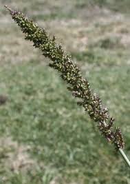 Image result for Setaria verticillata