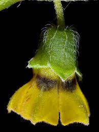 Image result for Physalis lagascae