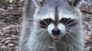 It is very important to stay alert and vigil if you have been bitten or scratched by an infected raccoon, as the disease can be fatal. Rabid Raccoon Confirmed In Chesapeake 13newsnow Com