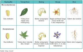 Ciri Dan Perbedaan Tumbuhan Monokotil Dan Dikotil Terlengkap Markijar Com