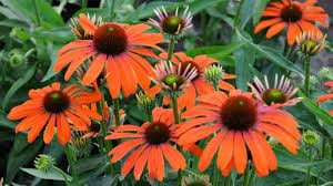 Echinacea Julia White Flower Farm Echinacea Plants