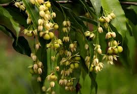 Image result for Rhabdophyllum arnoldianum