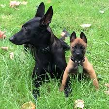 Pin On Dogs