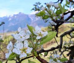 I fiori bianchi simboleggiano da sempre la purezza: Come Riconoscere 6 Alberi Da Frutto Dai Loro Fiori