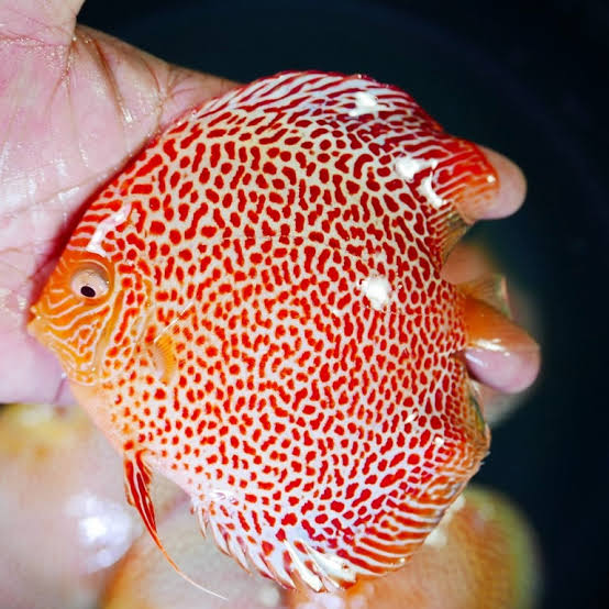 Albino Leopard Snakeskin Discus – Discus.com