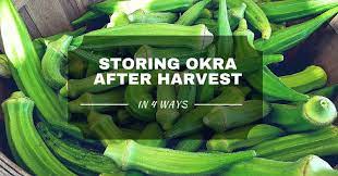 Leave the pods to dry on the okra plant first choose the plant you would like to save the okra seeds from then let one or two pods grow. Storing Okra After Harvest In 4 Ways Sumo Gardener