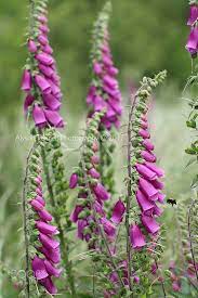 Foxgloves Wild Foxgloves Foxglove Art Inspiration Wild