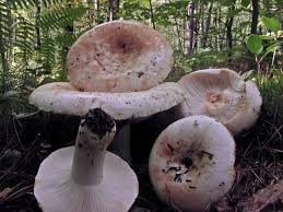 Image result for Russula compacta