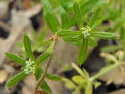 Image result for Galium chloroionanthum