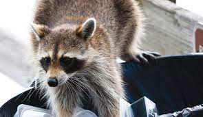 We did not find results for: Animal Removal