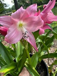 Image result for Crinum harmsii