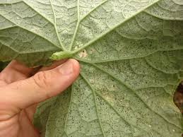 Image result for thrips damage on cucumber