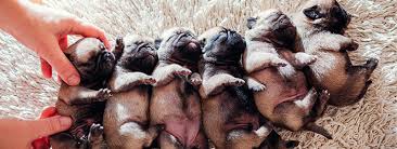 Throughout the centuries, pets have actually been utilized in battles. Do Pugs Have Belly Buttons And What Does It Look Like Black Pug Site
