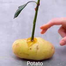 These Plants Hacks Are Seriously Cool Video Garten Anpflanzen Pflanzideen Garten Bepflanzen