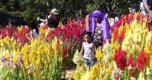 Selfy Heaven Fun At Sirao Flower Farm Busay Cebu Philippines Broadband Flower Farm Busay Cebu
