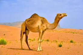 Image result for camel