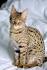 Savannah Cats and Kittens for sale in the UK | Pets4Homes