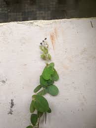 Image result for Pycnospora