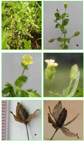 Image result for Bothriocline longipes