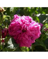 Buy charles de mills from david austin with a 5 year guarantee and expert aftercare. Rosa Charles De Mills Rosier