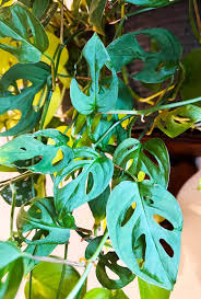 Image result for Monstera