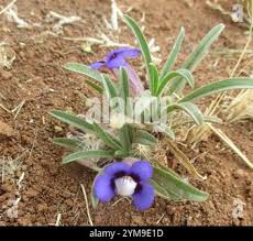 Image result for Aptosimum lineare