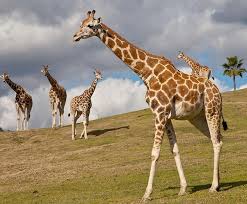 Giraffe cartoon 2 of 474. Giraffe And