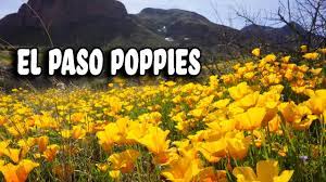 Maybe you would like to learn more about one of these? Poppy Flowers Of El Paso Youtube