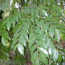 Image result for Erythrophleum