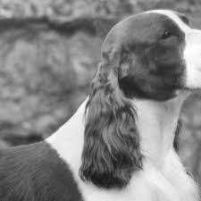 How cute are these puppies!? A Father S Day Tribute The Springer Spaniel Sire Who Made History American Kennel Club