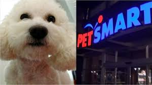 How one rescue pup… growing up in nyc, i wasn't surrounded by many animals, but i was always a dog person. Toy Poodle Dies At Petsmart During Grooming Appointment 4 Employees Face Charges Wftv