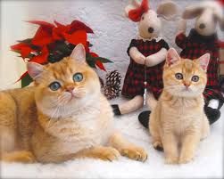 Merry Christmas From Belle Ayr Black Golden Shaded Ny11 British Shorthair Cat Kitten British Shorthair British Shorthair Cats Cats And Kittens