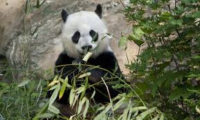 About 99 percent of its food consists of bamboo, but because of the lack of nutrients in the plant, pandas need to consume a huge amount of it in order to acquire sufficient energy. Giant Panda Smithsonian S National Zoo