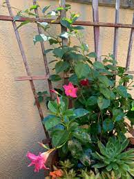 Dipladenia Pink Flowers Plants Short Plants Flowers