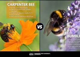 Sure, nobody likes being stung by a bee, but there. What S The Difference In Carpenter Bees And Bumble Bees Mississippi State University Extension Service