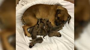 San diego zoo gift cards make the perfect gift! Stray Dog And Newborn Puppies Found Under Van Rescued By San Diego Humane Society Nbc 7 San Diego