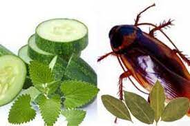 Olores Que Odian Las Cucarachas Repelente De Cucarachas Casero Aceite Arbol De Te