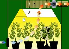 Die pflanzen wachsen beim gras. Der Cannabis Anbau Schritt Fur Schritt Zur Ernte Ganjasamen Com