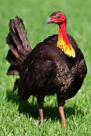Birds That Look Like Turkeys Pin On Aves Galliformes